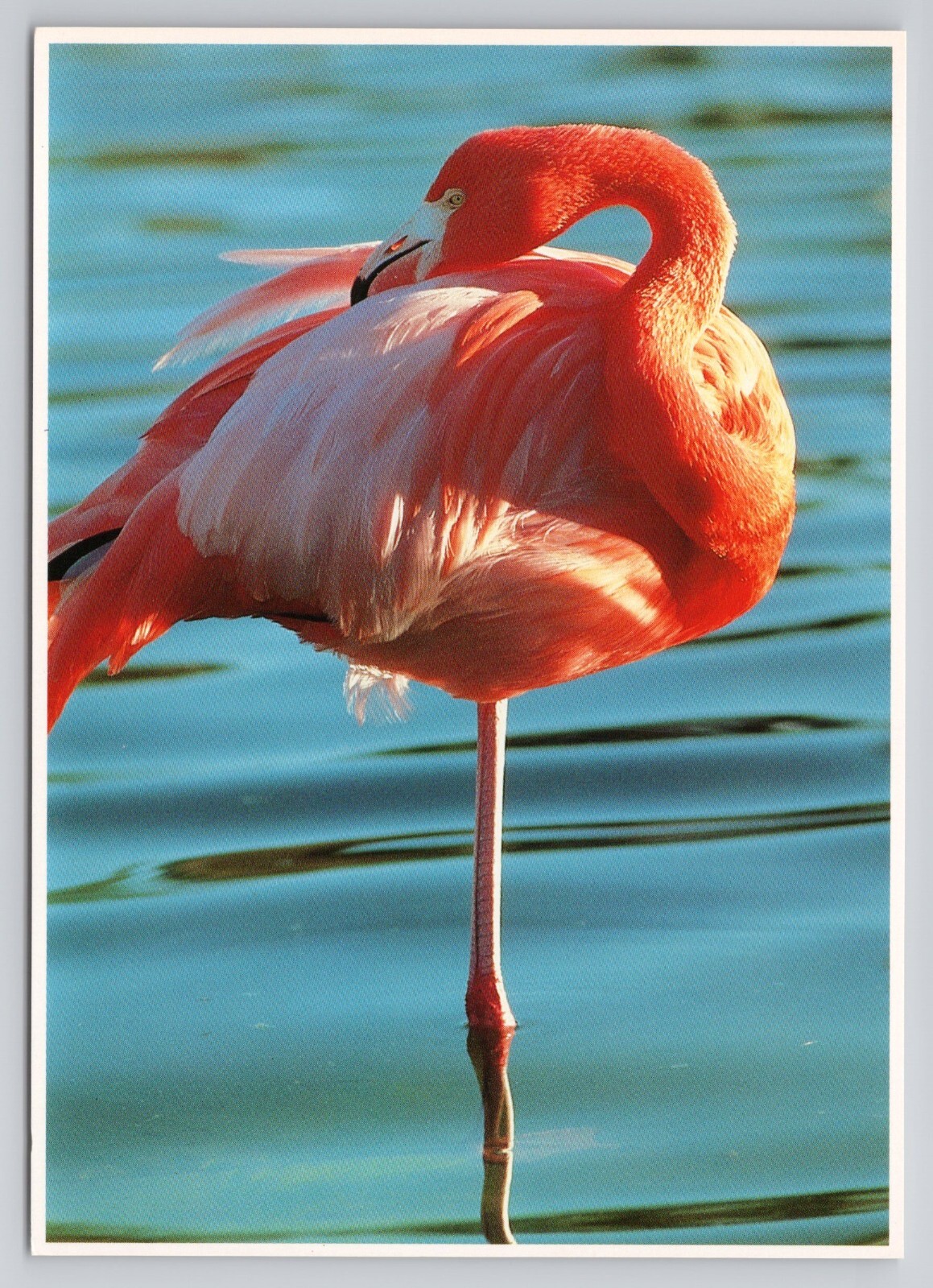 A Tropical Paradise at Sea World Florida Postcard