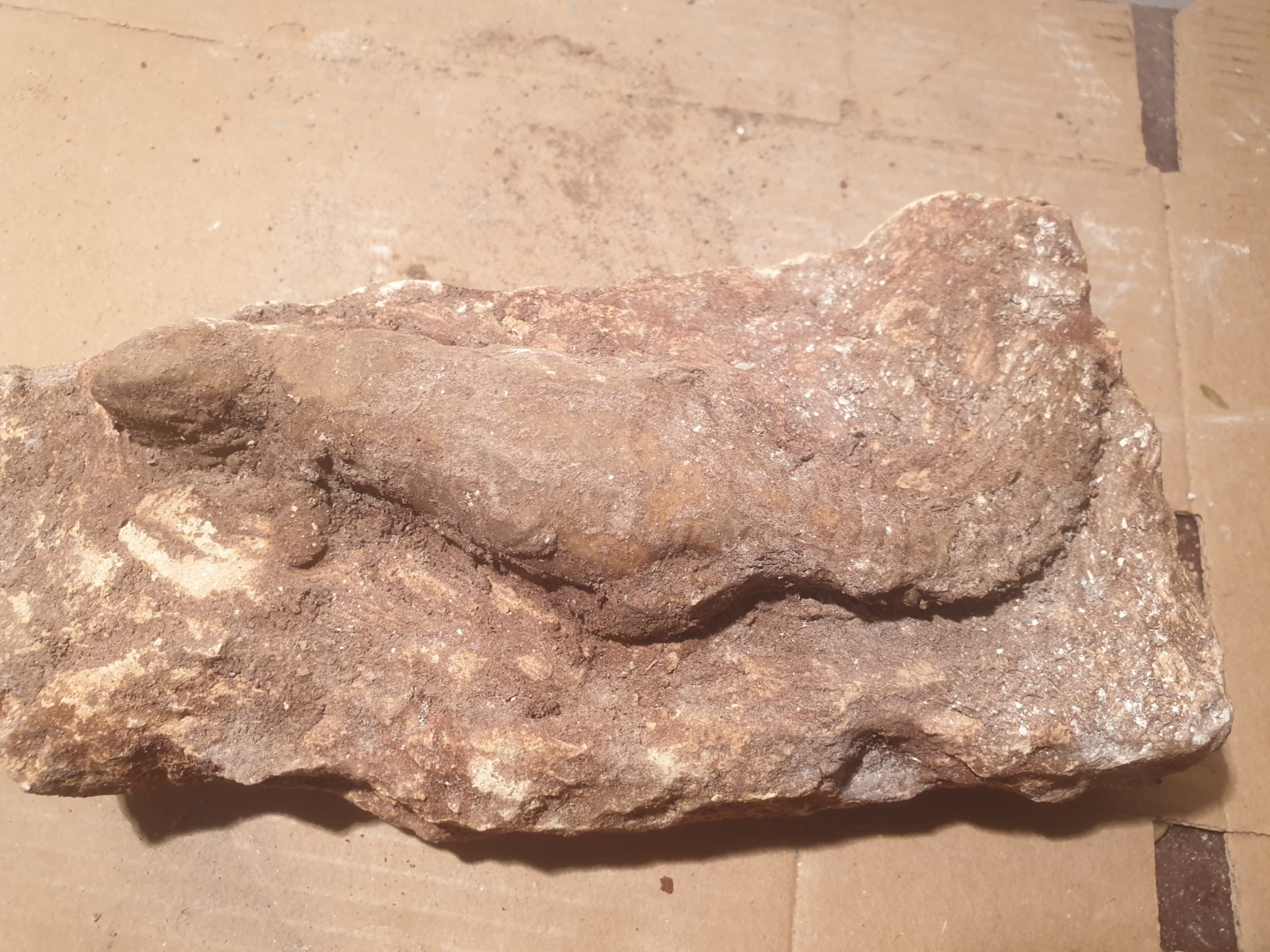 Authentic Prehistoric Fossil Lizard – Rare Reptile Specimen – Millions of Years