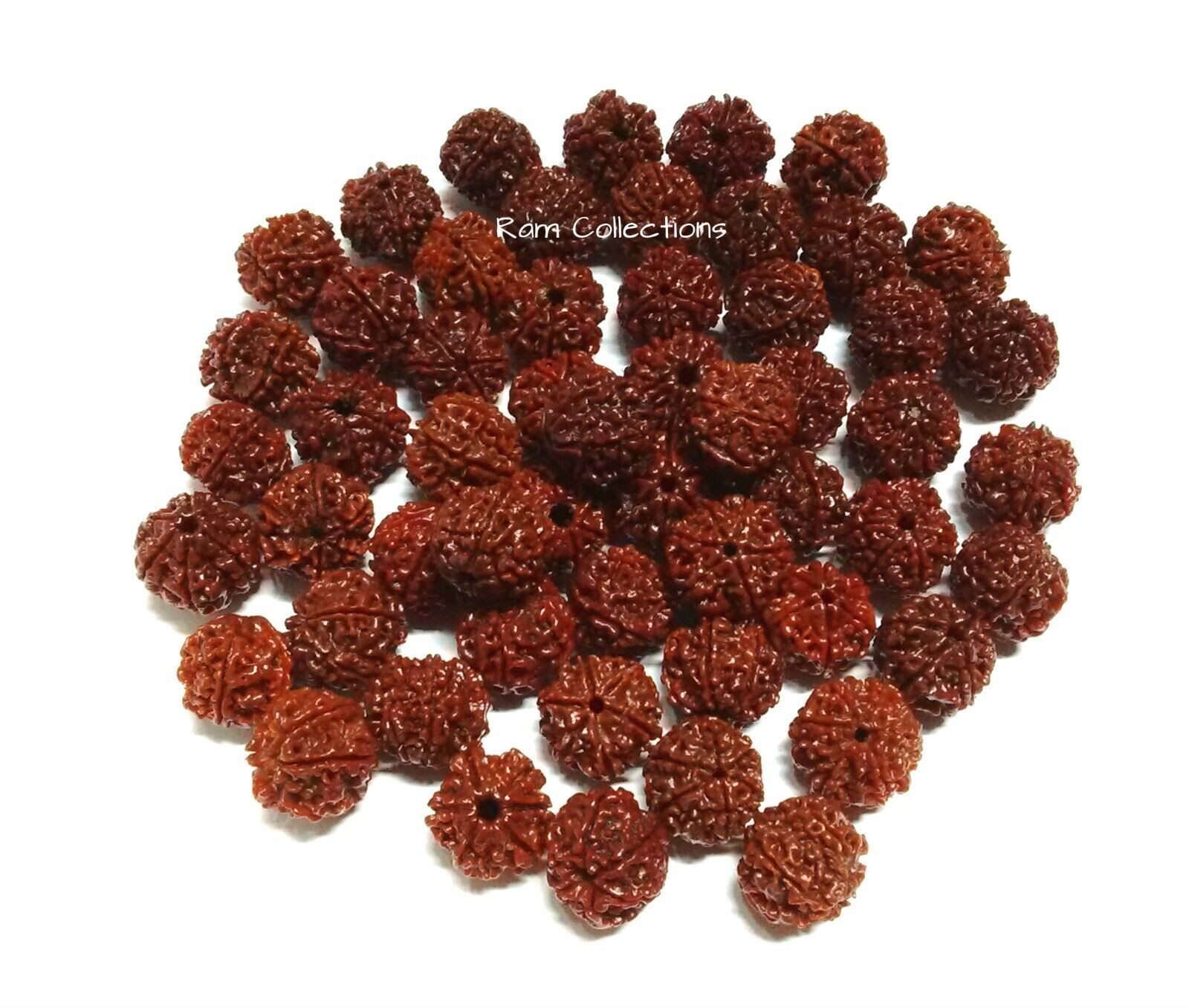10 Pieces 6 Face Rudraksha Six Mukhi Rudraksh Nepal Origin 100% Natural