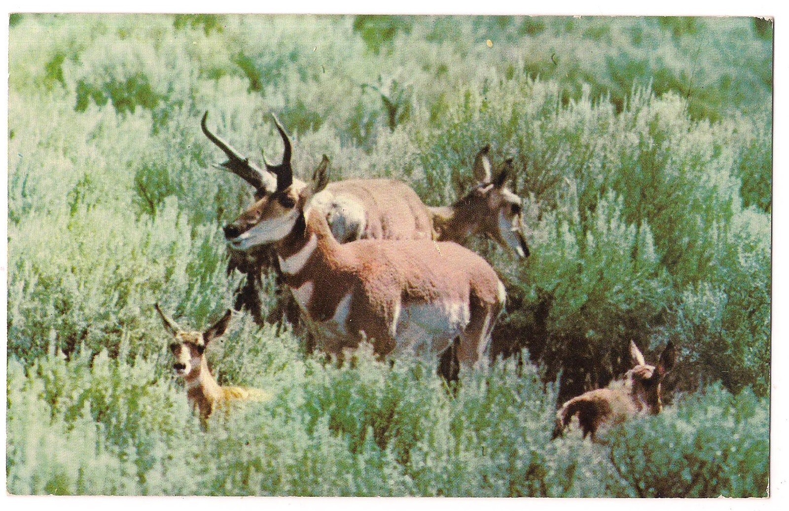 Western ANTELOPE FAMILY Fawns Small Herd Doe and Buck Postcard
